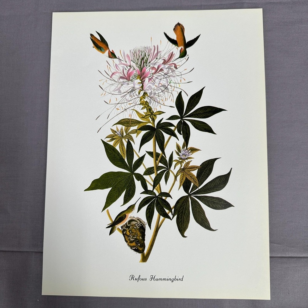 1950 Vintage Print Rufous Hummingbird American Bird Art Illustration Audubon